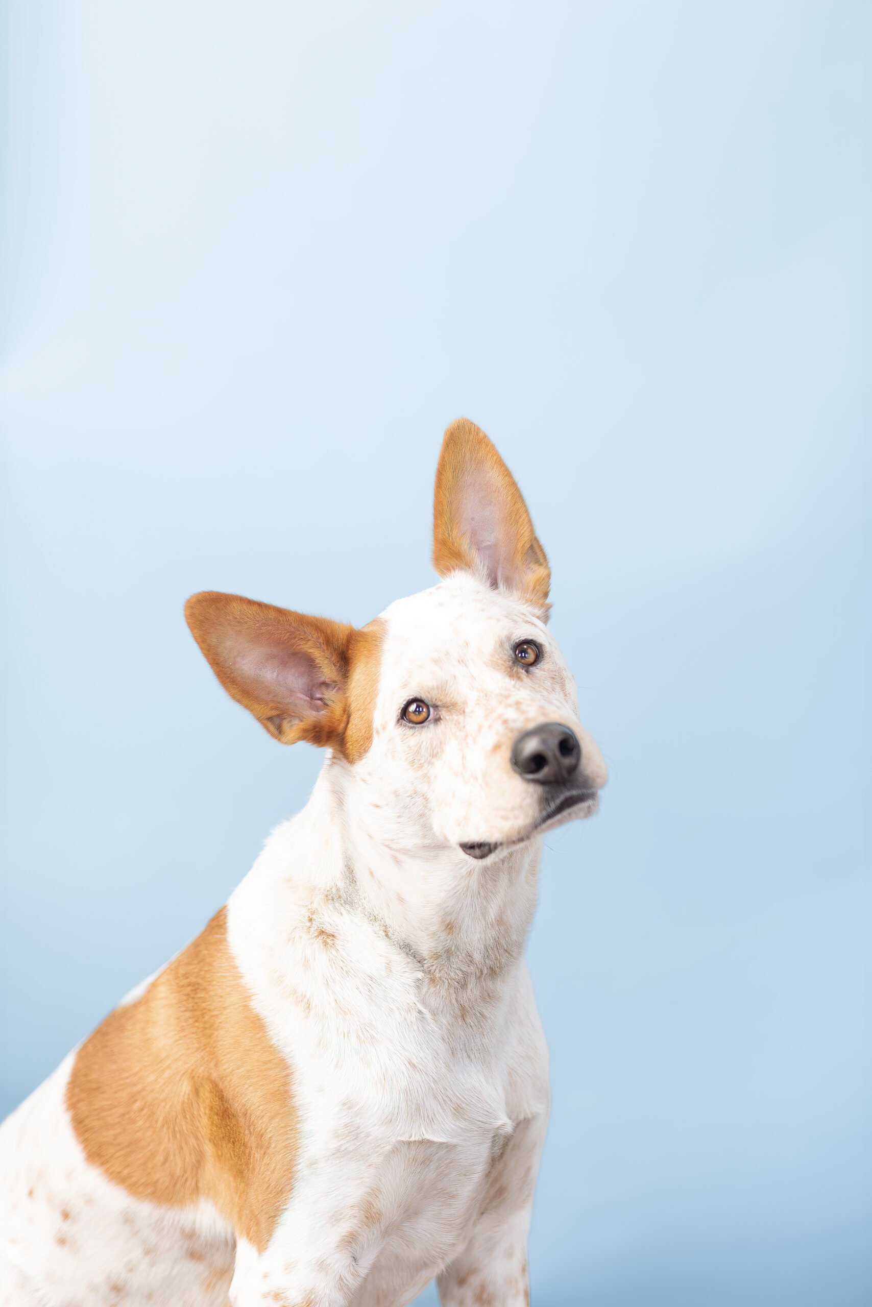F2023-0218-TomPup-007