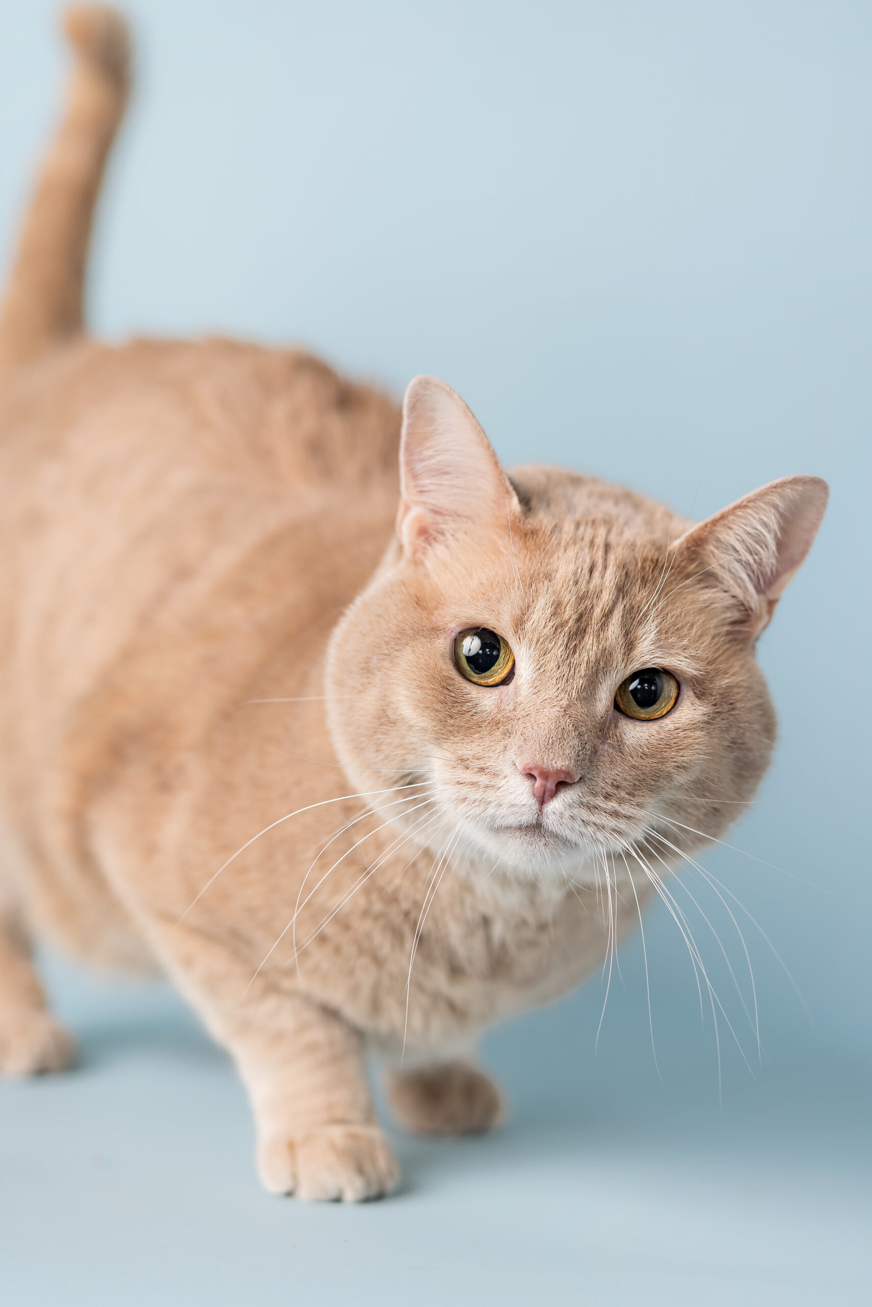 F2023-0219-MichelleCat-002