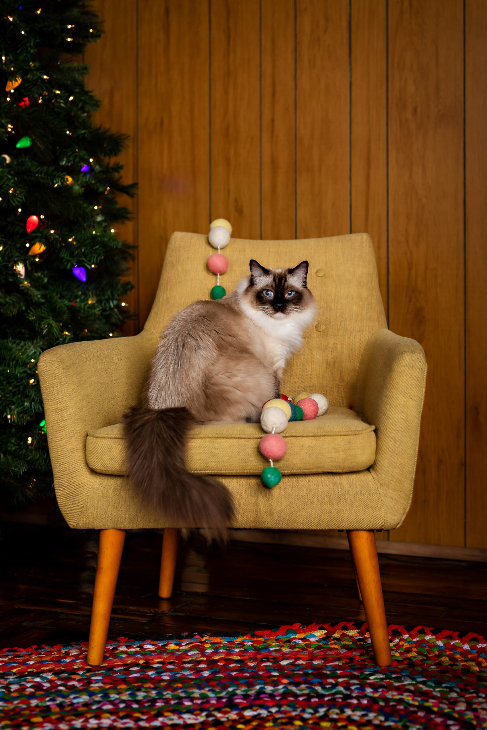 cat-holiday-portait