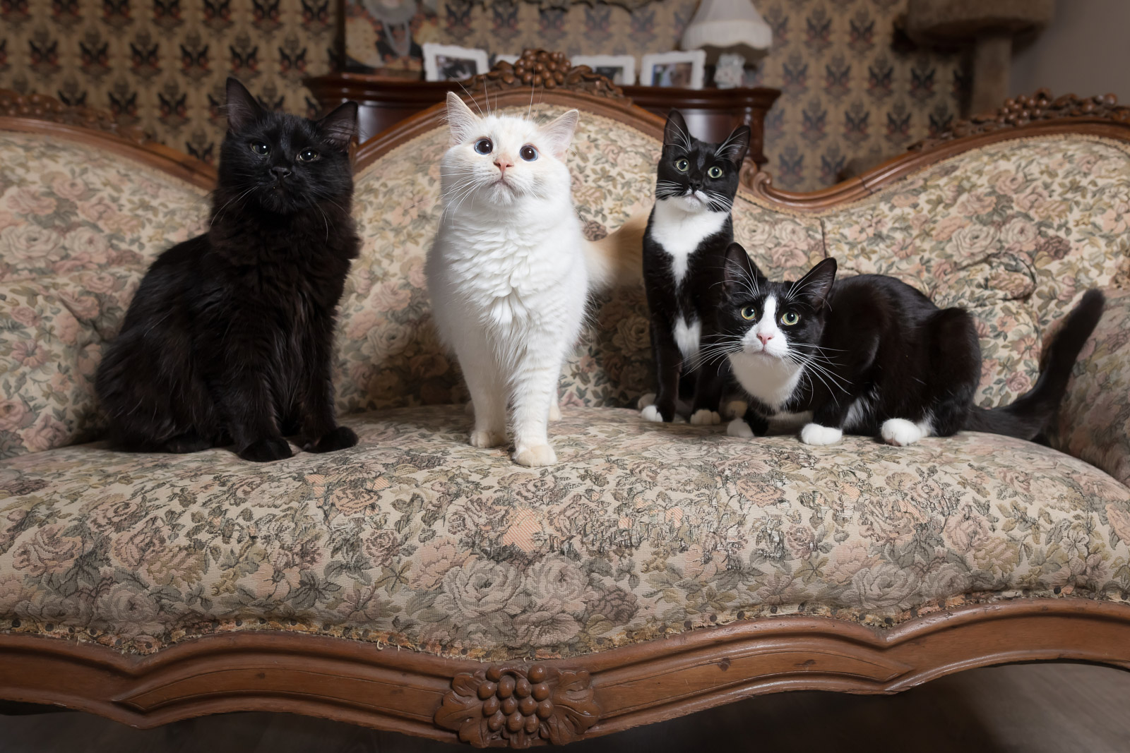Lazy cat lounge portraits